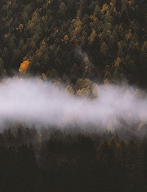 A dense forest with autumn foliage and a layer of mist or fog partially covering the trees, with a few trees displaying bright yellow leaves.