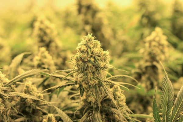 The image shows a close-up of cannabis plants with dense, resinous buds, surrounded by their leaves in a cultivation area.
