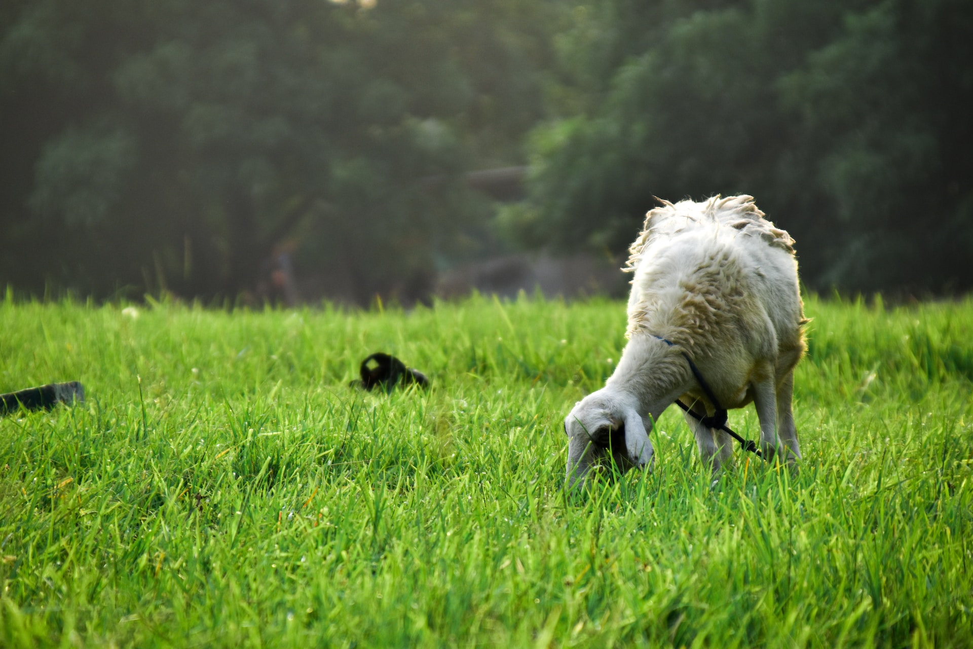 The image shows a sheep grazing on a lush green field with a blurred background of trees.