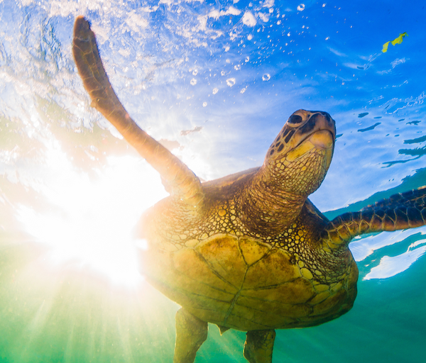 A sea turtle glides underwater toward the camera with sunlight bursting through the water behind it.